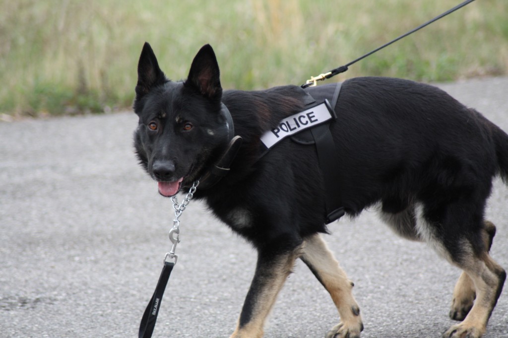 K9s Previously Sold Tarheel Canine