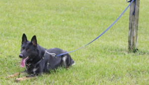 Advanced-Back-Tie-Training-for-Patrol-Dogs1