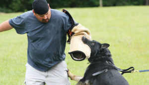 Advanced-Back-Tie-Training-for-Patrol-Dogs2