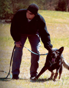 Key-Elements-in-Scenario-Based-K9-Training