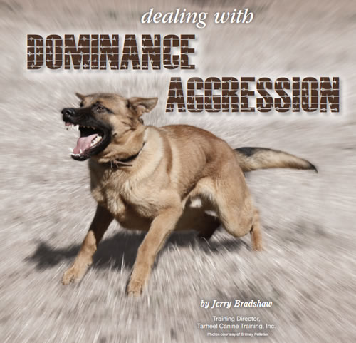 how do you train a dominant aggressive puppy